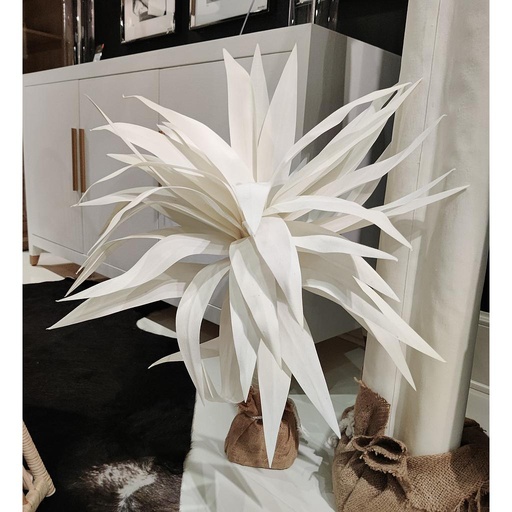 Yucca Palm